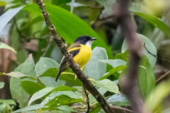 Poecilotriccus calopterus