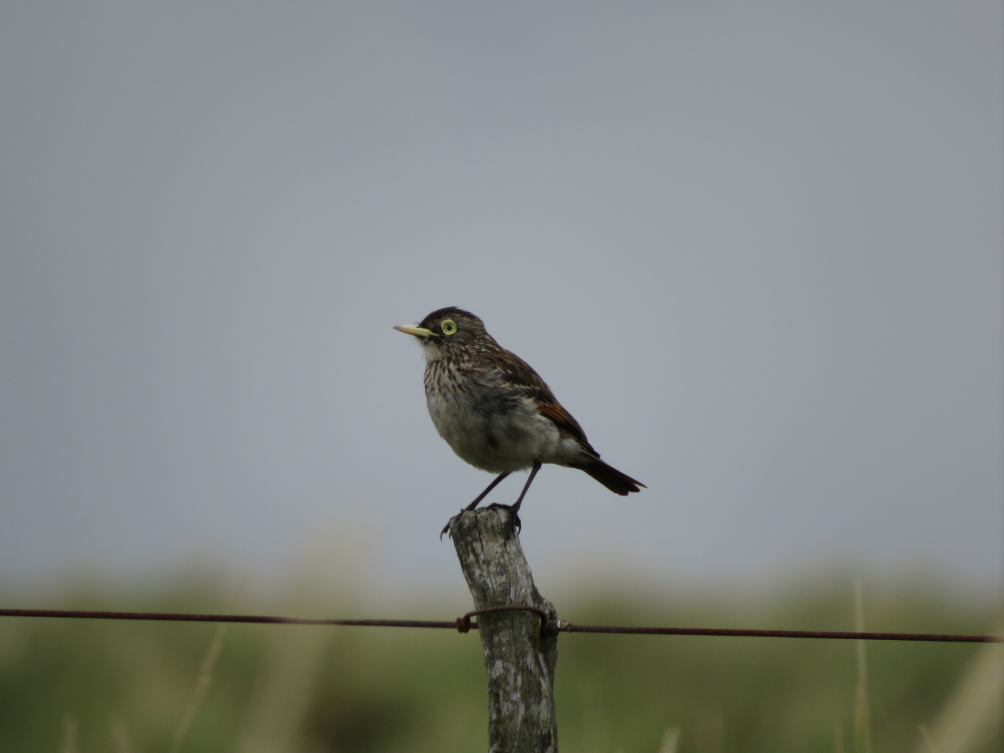Spectacled Tyrant (Hymenops perspicillatus), photo 3