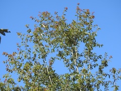 Quercus ocoteifolia
