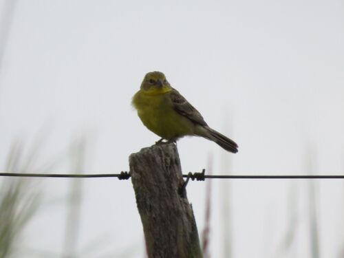 Grassland Yellow Finch (Sicalis luteola), photo 2