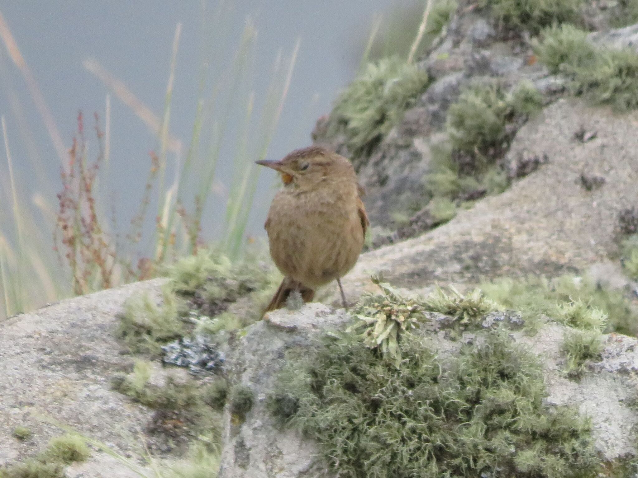 Streak-backed Canastero (Asthenes wyatti), photo 6