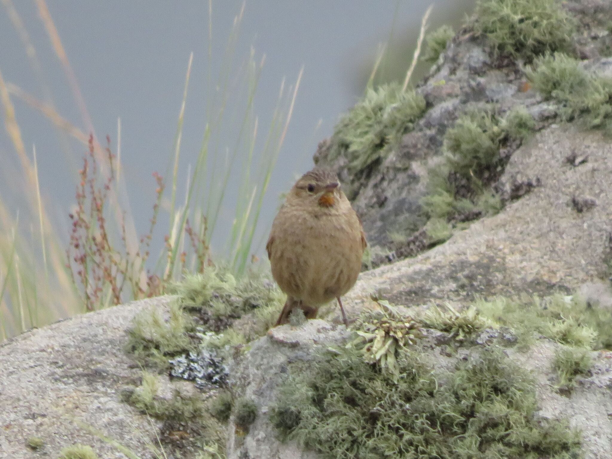 Streak-backed Canastero (Asthenes wyatti), photo 5