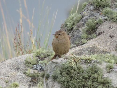 Streak-backed Canastero (Asthenes wyatti), photo 4