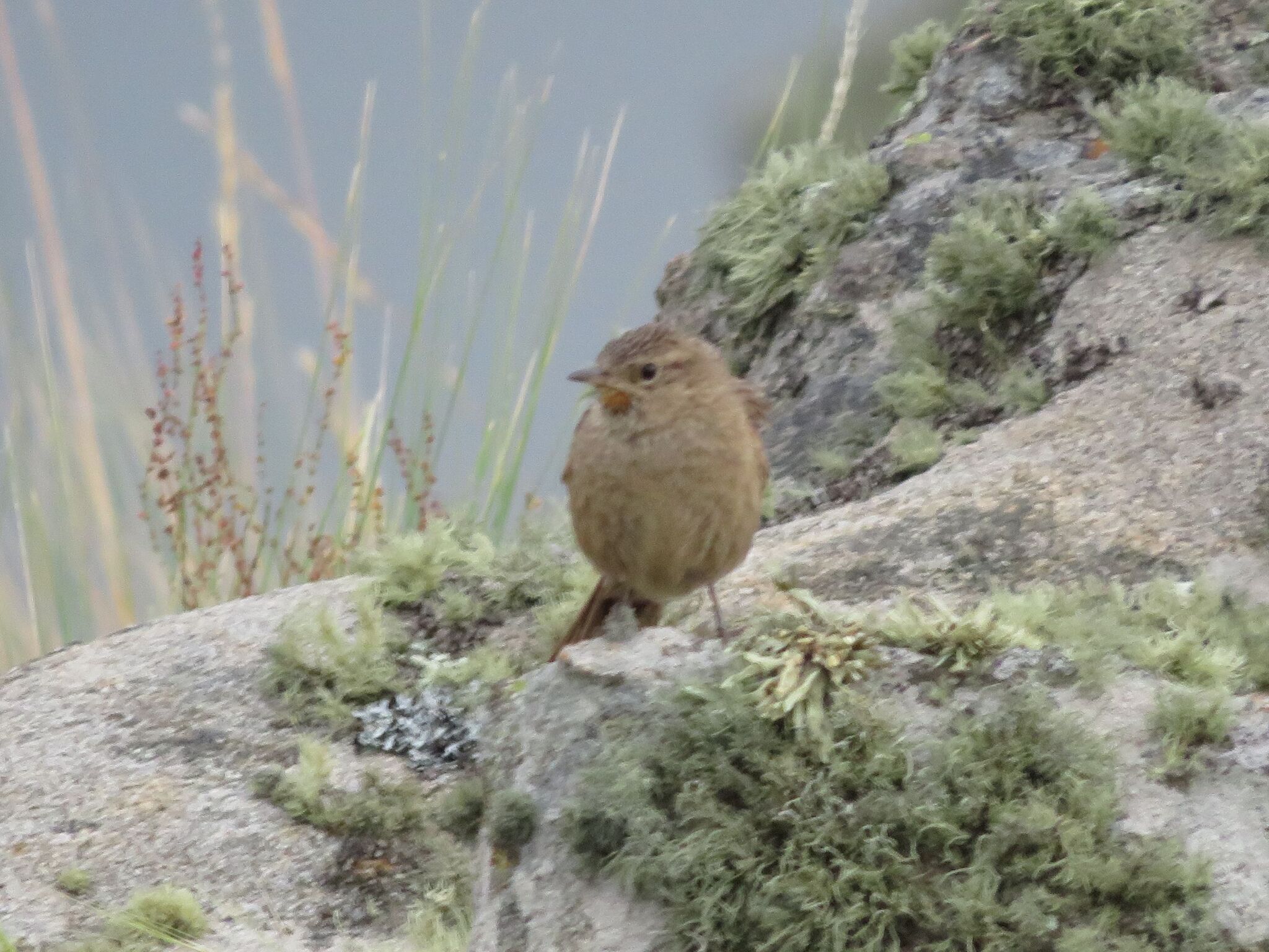 Streak-backed Canastero (Asthenes wyatti), photo 4