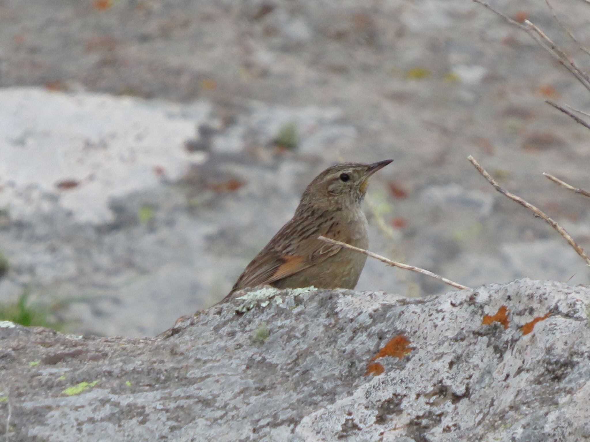 Streak-backed Canastero (Asthenes wyatti), photo 3