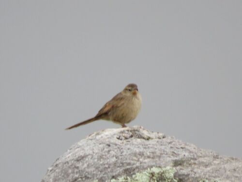 Streak-backed Canastero (Asthenes wyatti), photo 7