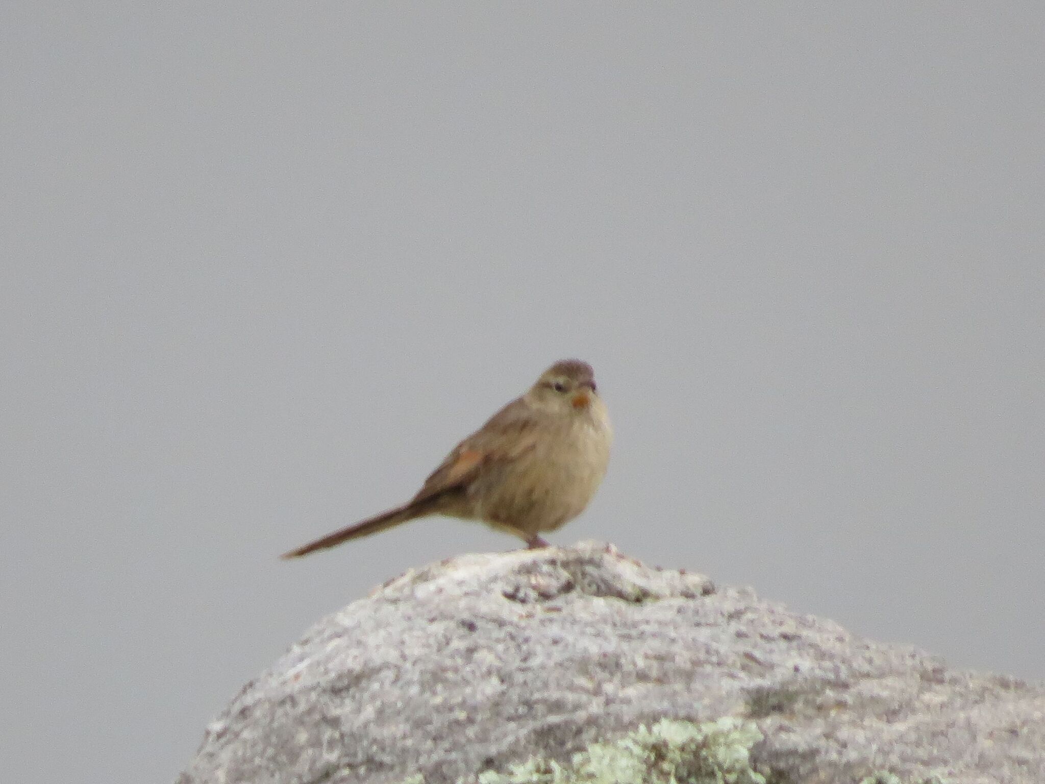 Streak-backed Canastero (Asthenes wyatti), photo 7