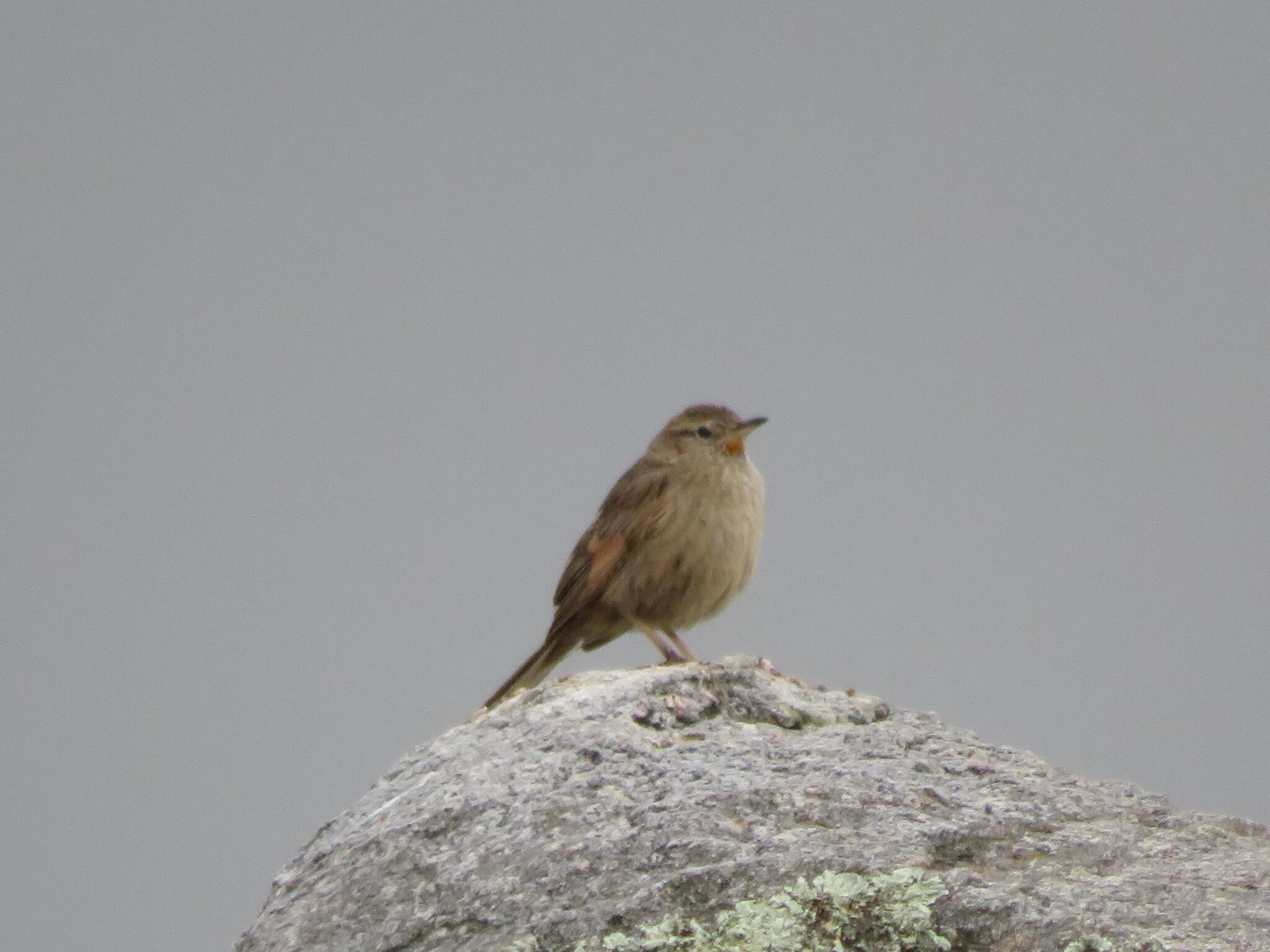 Streak-backed Canastero (Asthenes wyatti), photo 8