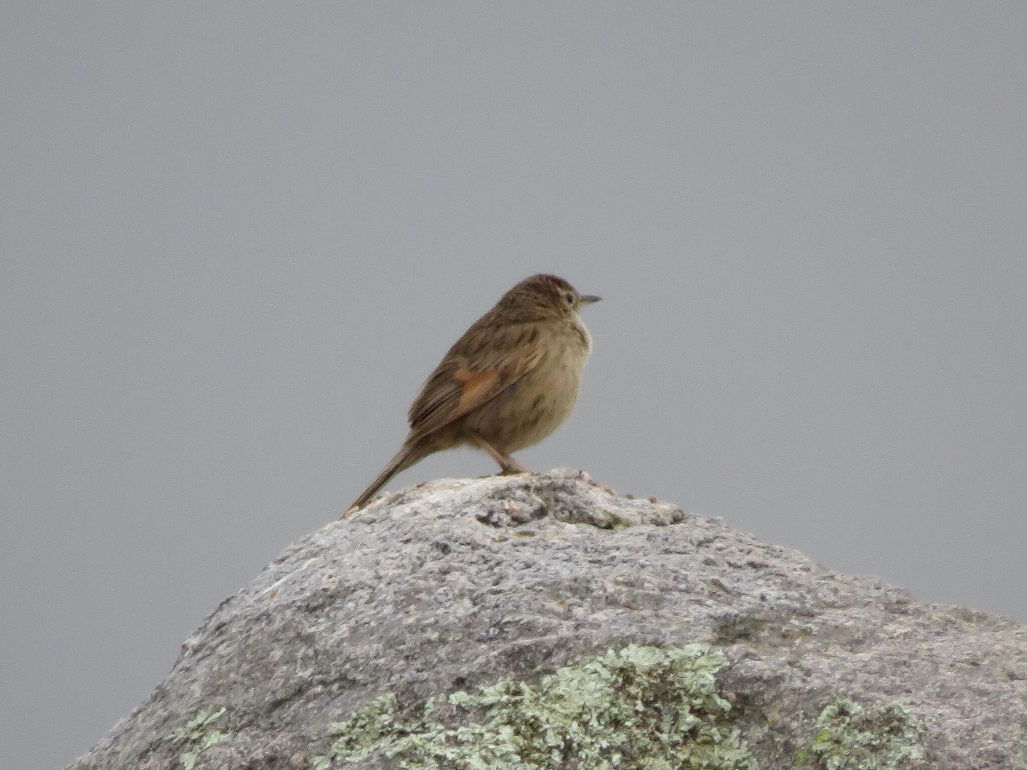 Streak-backed Canastero (Asthenes wyatti), photo 9