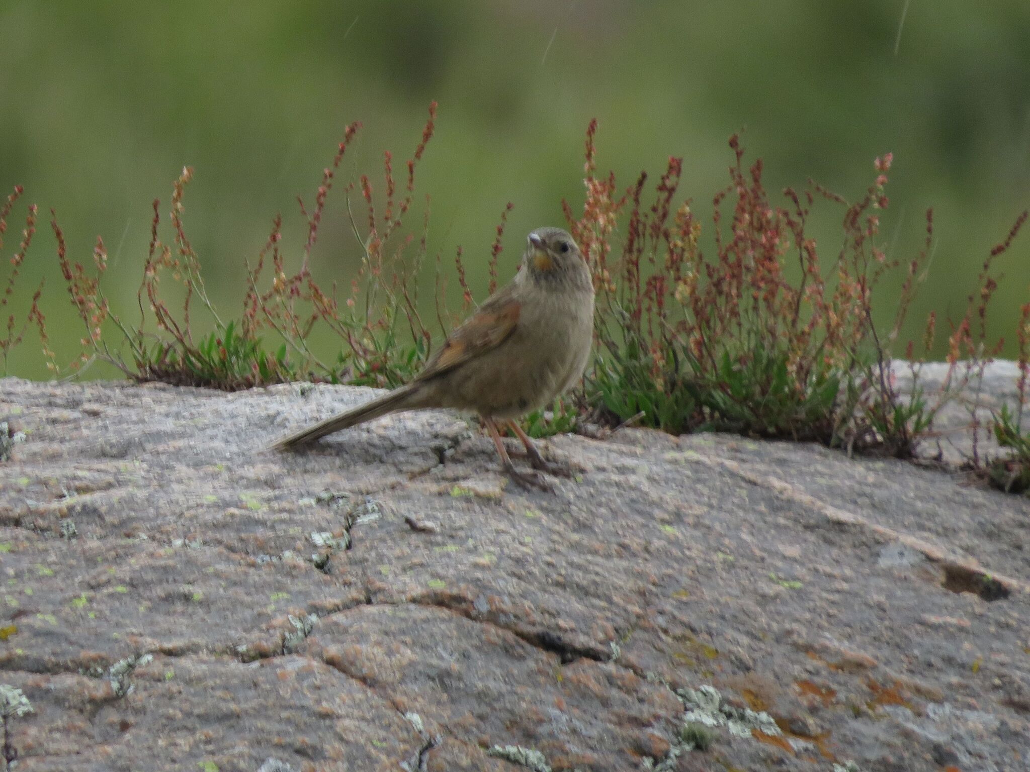 Streak-backed Canastero (Asthenes wyatti), photo 10