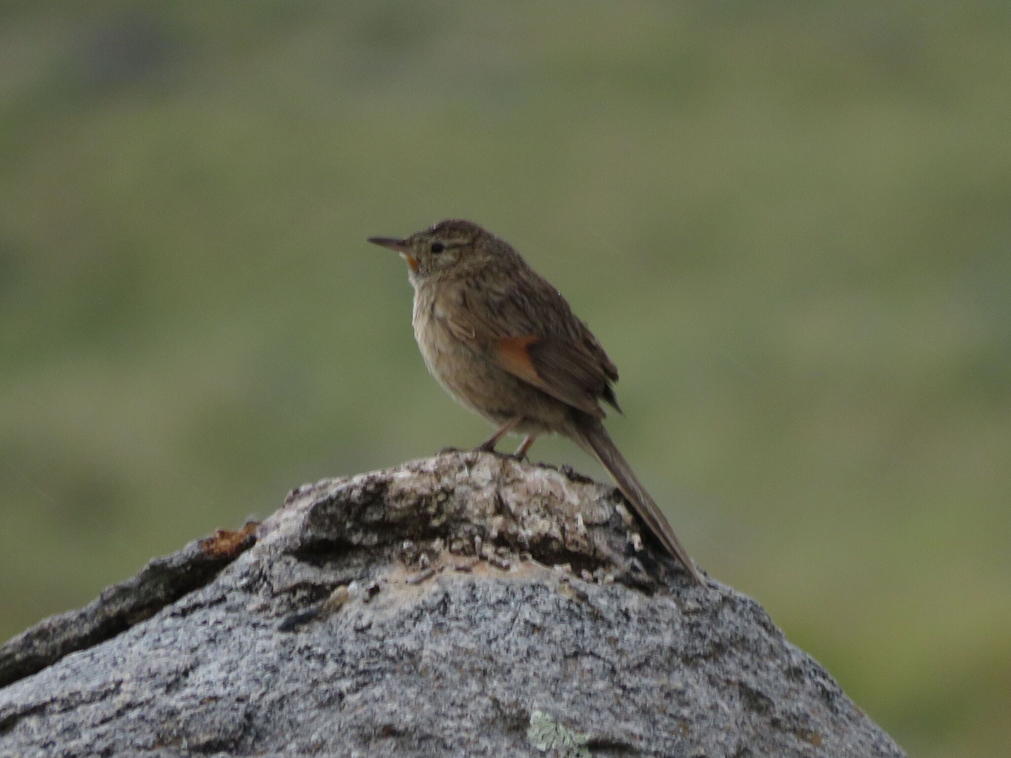 Streak-backed Canastero (Asthenes wyatti), photo 2