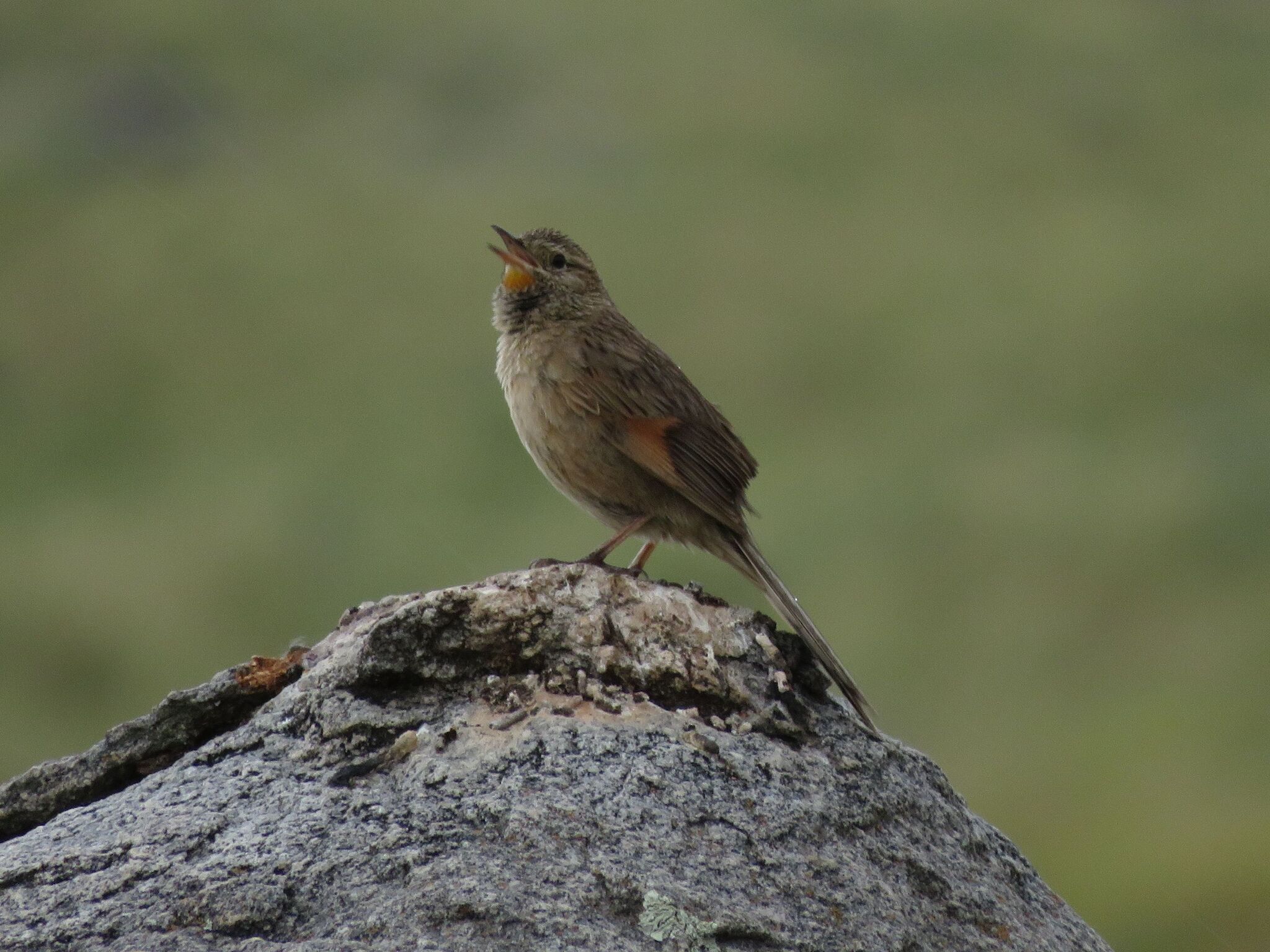 Streak-backed Canastero (Asthenes wyatti), photo 1