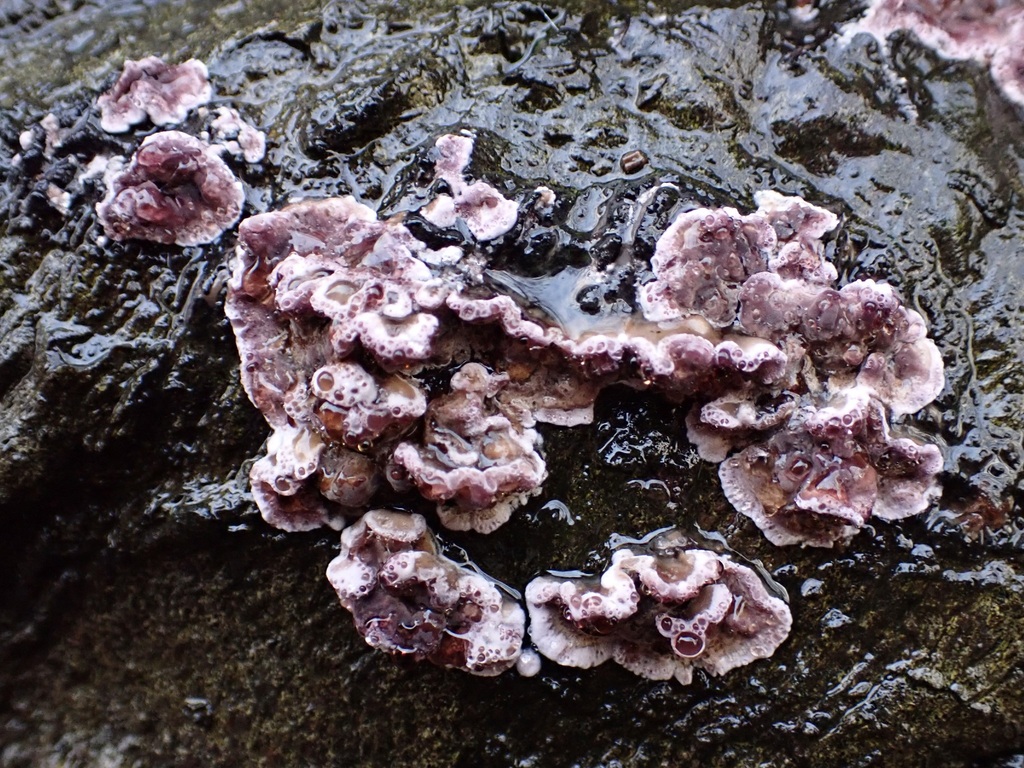Chondrostereum purpureum · January 2026 · photo: © josscarr (iNaturalist, cc-by)