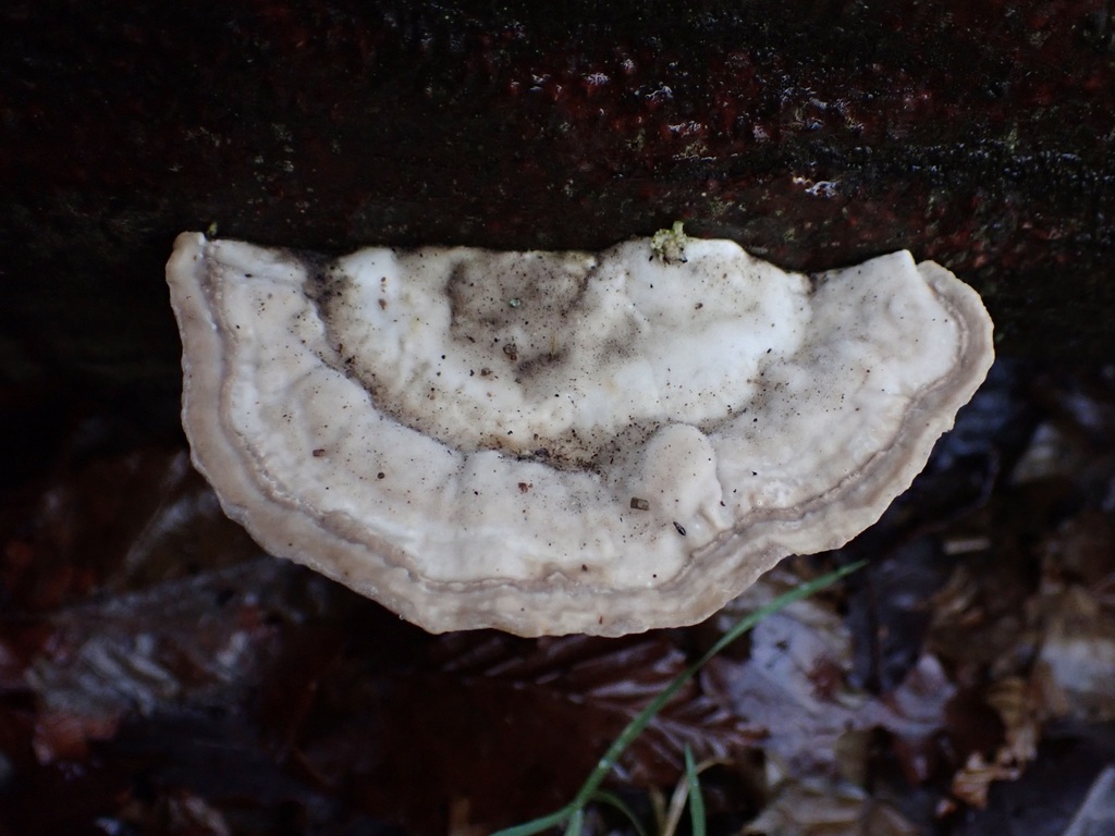 Trametes gibbosa · January 2026 · photo: © josscarr (iNaturalist, cc-by)