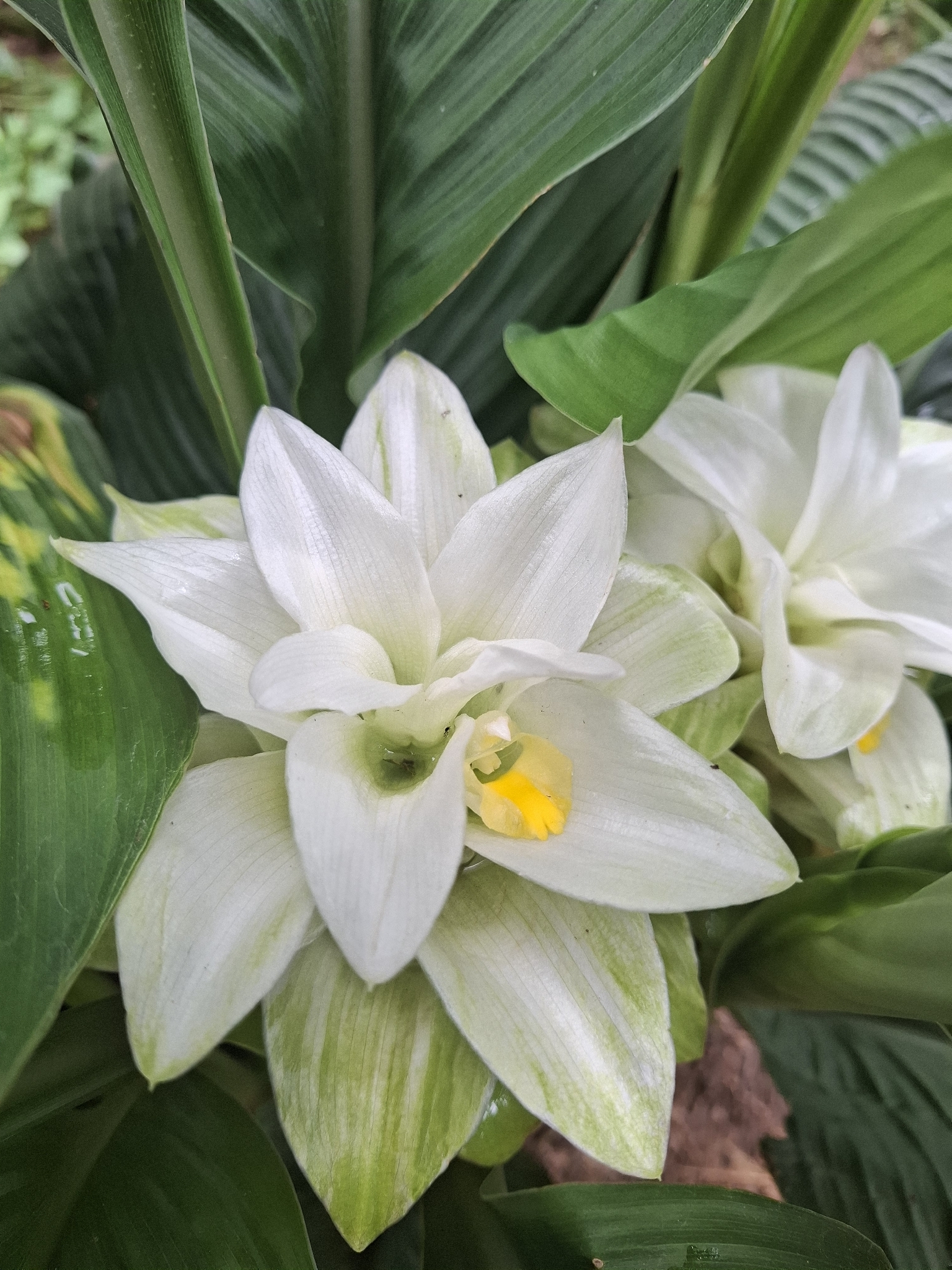 Curcuma longa