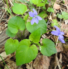 Rostratae