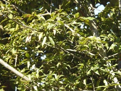 Quercus ocoteifolia