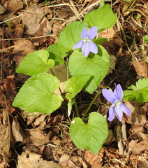 Rostratae