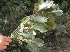 Quercus peduncularis
