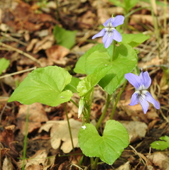 Rostratae