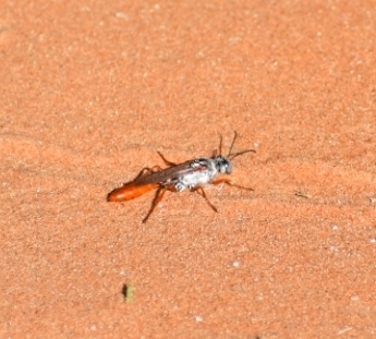 Parapsammophila