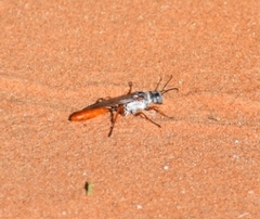 Parapsammophila turanica