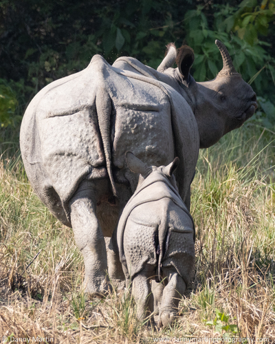 Indian Rhinoceros, photo 7 of 10