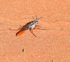 Parapsammophila turanica