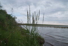 Elymus lenensis