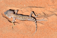 Stenodactylus doriae