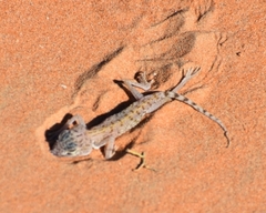Stenodactylus doriae