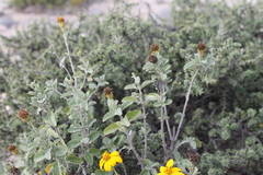 Calanticaria greggii