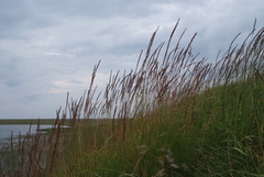 Elymus lenensis