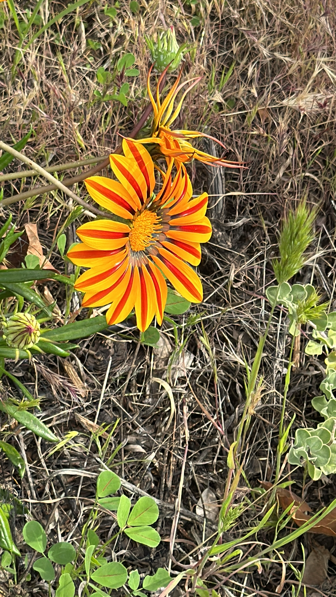 Imagem de Gazania