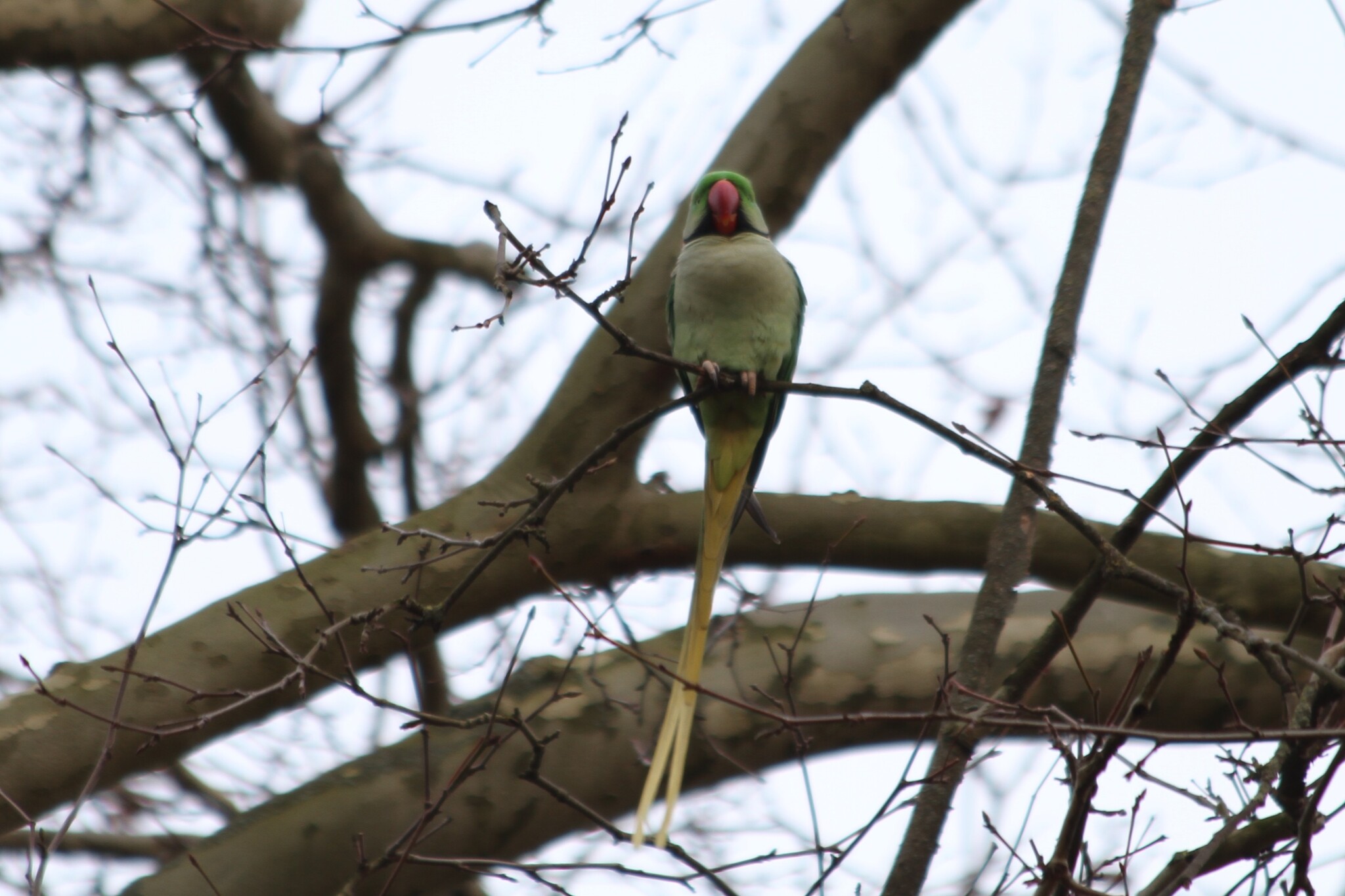 Alexandrine Parakeet (Psittacula eupatria), photo 2