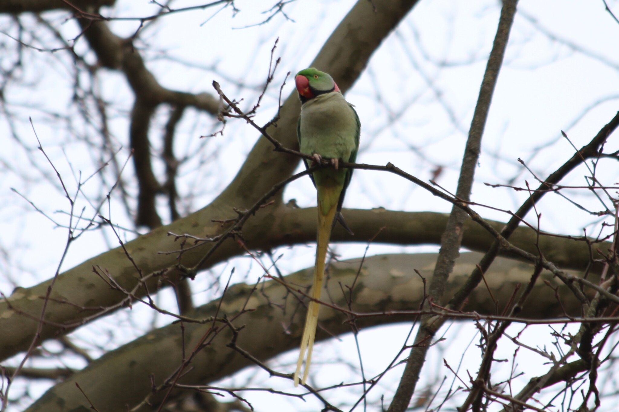 Alexandrine Parakeet (Psittacula eupatria), photo 1