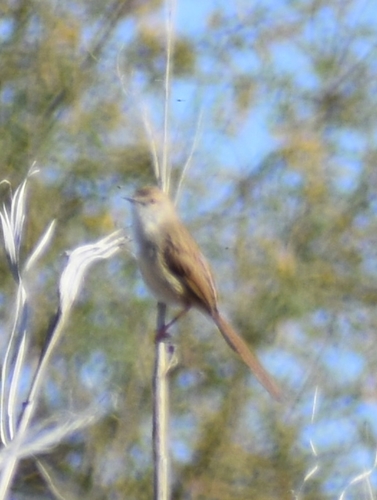 Delicate Prinia (Prinia lepida), photo 8