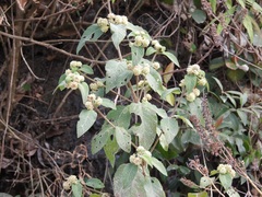 Lippia myriocephala