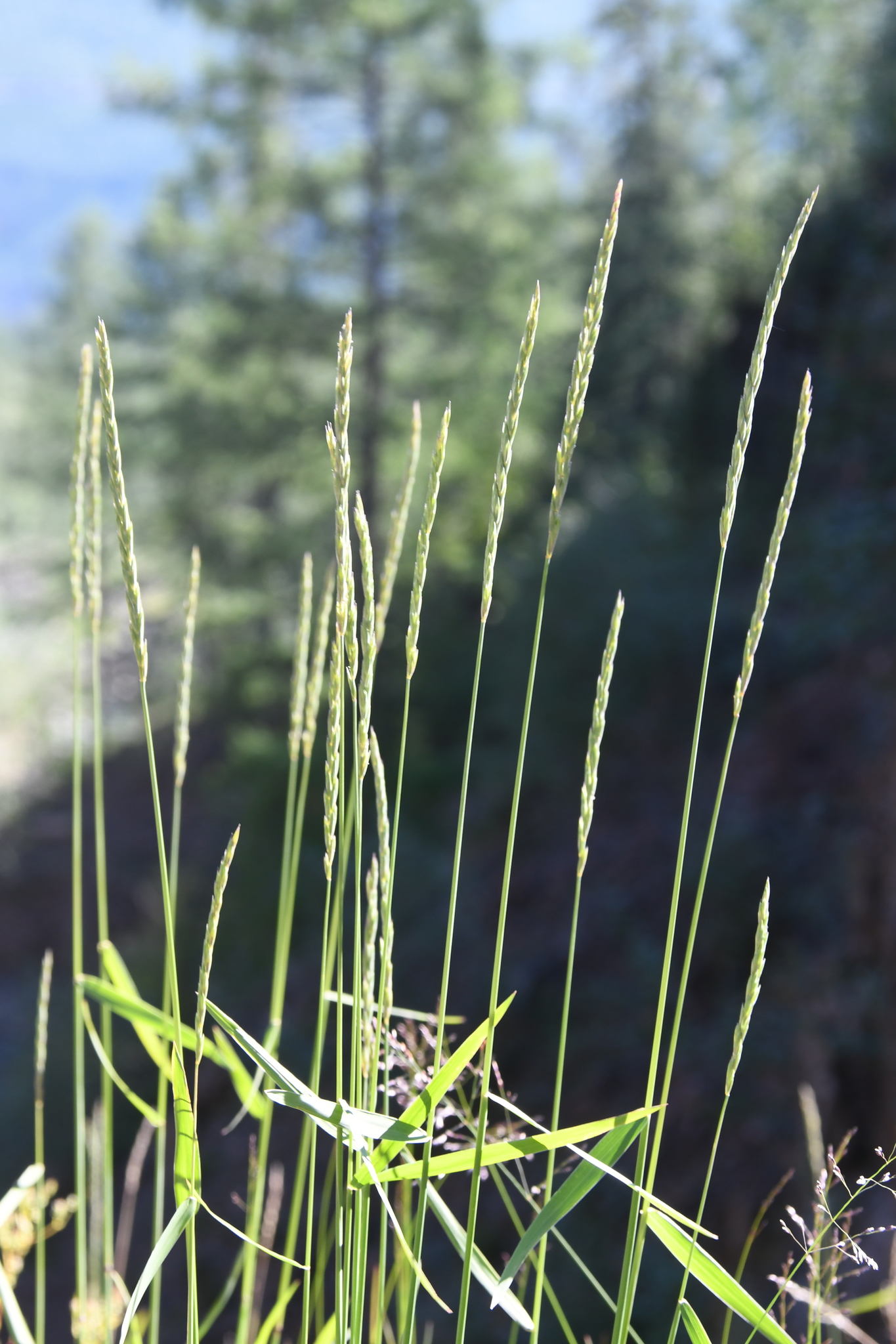 Elymus macrourus