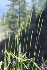 Elymus macrourus