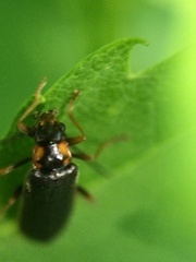 Rhagonycha angulata