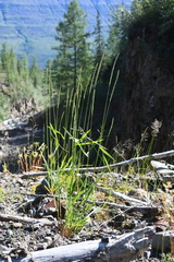 Elymus macrourus