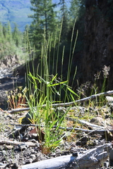 Elymus macrourus