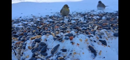 American Goldfinch