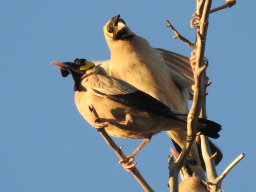 Wattled Starling (Creatophora cinerea)