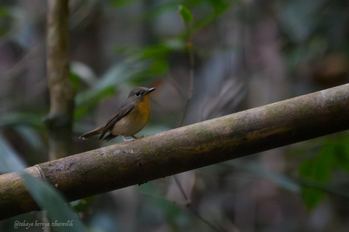 Large Blue Flycatcher (Cyornis magnirostris), photo 4