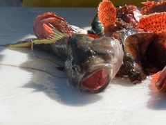 Paralabrax nebulifer