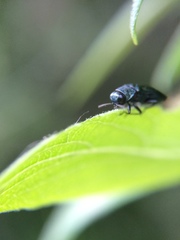 Agrilus cyanescens