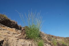 Elymus macrourus