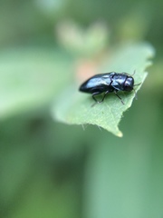 Agrilus cyanescens